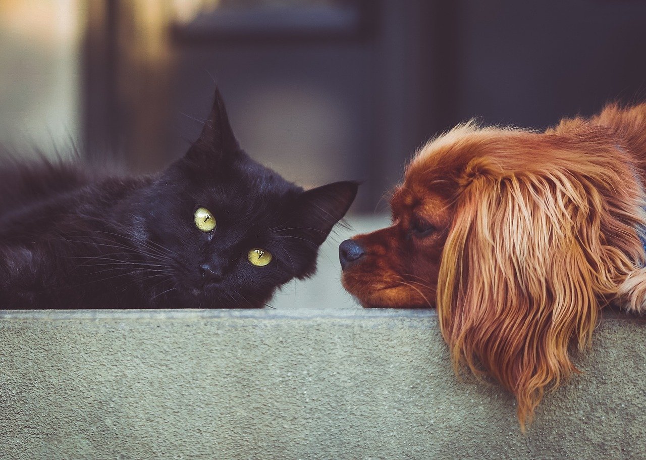 Pets with Trackers